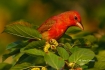 One;Piranga-rubra;Summer-Tanager;Tanager;avifauna;bird;birds;color-image;color-p